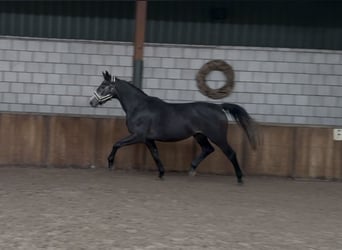 Studbook européen anglo, Hongre, 4 Ans, 166 cm, Rouan bleu