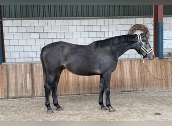 Studbook européen anglo, Hongre, 4 Ans, 166 cm, Rouan bleu