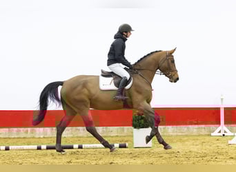 Studbook européen anglo, Hongre, 4 Ans, 168 cm