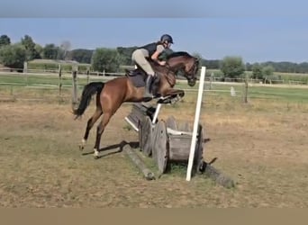 Studbook européen anglo, Hongre, 4 Ans, Bai