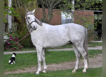Studbook européen anglo, Hongre, 5 Ans, 161 cm, Gris