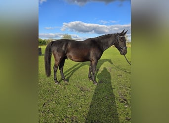 Studbook européen anglo, Hongre, 5 Ans, 161 cm, Noir