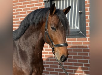 Studbook européen anglo, Hongre, 5 Ans, 162 cm, Bai