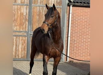 Studbook européen anglo, Hongre, 5 Ans, 162 cm, Bai