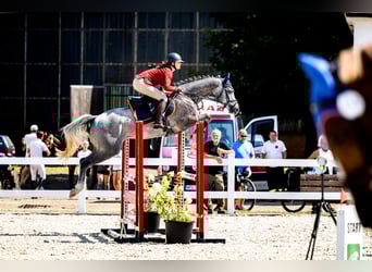 Studbook européen anglo, Hongre, 5 Ans, 162 cm, Gris