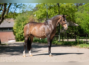 Studbook européen anglo, Hongre, 5 Ans, 163 cm, Bai