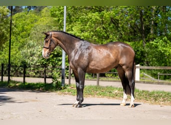 Studbook européen anglo, Hongre, 5 Ans, 163 cm, Bai