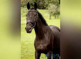 Studbook européen anglo, Hongre, 5 Ans, 165 cm, Noir
