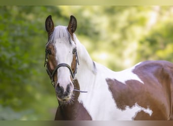 Studbook européen anglo, Hongre, 5 Ans, 165 cm, Pinto
