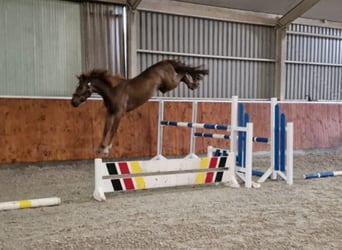 Studbook européen anglo, Hongre, 5 Ans, 168 cm, Alezan brûlé