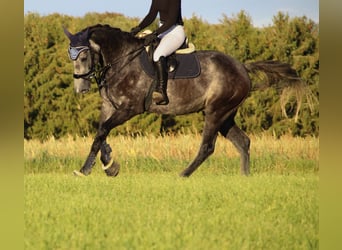 Studbook européen anglo, Hongre, 5 Ans, 168 cm, Gris noir