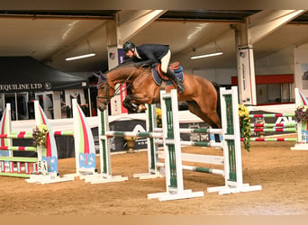 Studbook européen anglo, Hongre, 5 Ans, 170 cm, Bai cerise