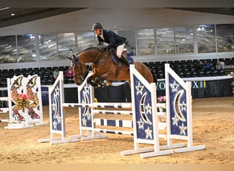 Studbook européen anglo, Hongre, 5 Ans, 170 cm, Bai cerise