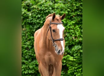 Studbook européen anglo, Hongre, 5 Ans, 173 cm, Alezan