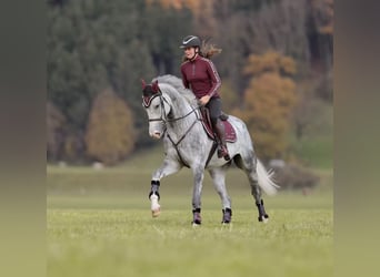 Studbook européen anglo, Hongre, 5 Ans, 173 cm, Gris pommelé