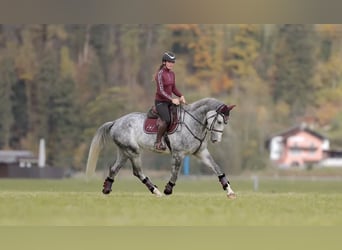 Studbook européen anglo, Hongre, 5 Ans, 173 cm, Gris pommelé