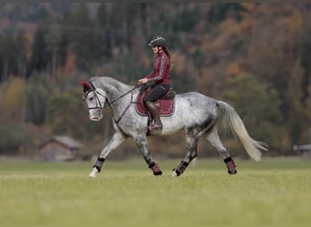 Studbook européen anglo, Hongre, 5 Ans, 173 cm, Gris pommelé