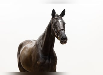 Studbook européen anglo, Hongre, 5 Ans, 174 cm, Bai brun