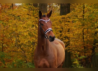 Studbook européen anglo, Hongre, 5 Ans, 175 cm, Bai