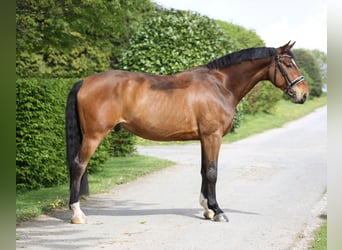 Studbook européen anglo, Hongre, 6 Ans, 164 cm, Bai