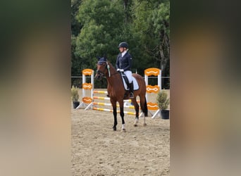 Studbook européen anglo, Hongre, 6 Ans, 164 cm, Bai