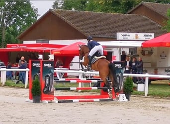 Studbook européen anglo, Hongre, 6 Ans, 164 cm, Bai