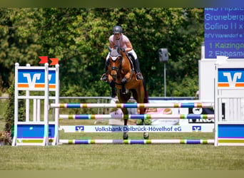 Studbook européen anglo, Hongre, 6 Ans, 164 cm, Bai