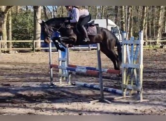 Studbook européen anglo, Hongre, 6 Ans, 165 cm, Bai brun