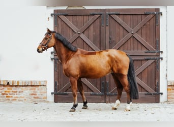 Studbook européen anglo, Hongre, 6 Ans, 166 cm, Bai cerise