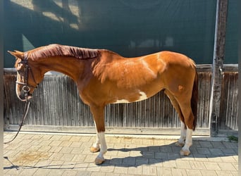 Studbook européen anglo, Hongre, 6 Ans, 167 cm, Alezan