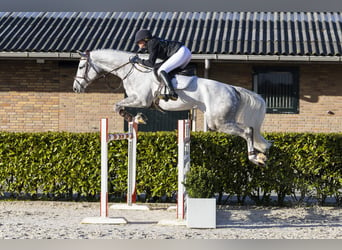 Studbook européen anglo, Hongre, 6 Ans, 173 cm, Gris pommelé