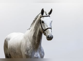 Studbook européen anglo, Hongre, 6 Ans, 173 cm, Gris pommelé