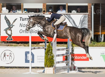 Studbook européen anglo, Hongre, 6 Ans, 175 cm, Gris