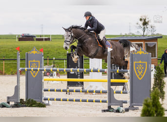 Studbook européen anglo, Hongre, 6 Ans, 175 cm, Gris