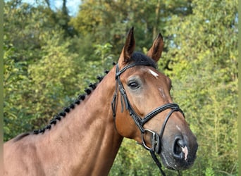 Studbook européen anglo, Hongre, 6 Ans, 178 cm, Bai