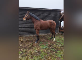 Studbook européen anglo, Hongre, 6 Ans, 180 cm, Bai