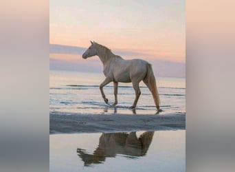 Studbook européen anglo, Hongre, 7 Ans, 160 cm, Perlino