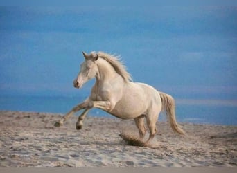 Studbook européen anglo, Hongre, 7 Ans, 160 cm, Perlino