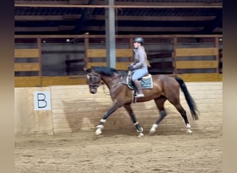 Studbook européen anglo, Hongre, 7 Ans, 174 cm, Bai brun