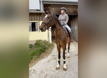 Studbook européen anglo, Hongre, 7 Ans, 174 cm, Bai brun