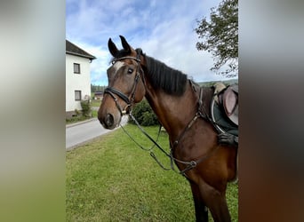 Studbook européen anglo, Hongre, 7 Ans, 174 cm, Bai brun