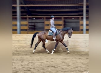 Studbook européen anglo, Hongre, 7 Ans, 174 cm, Bai brun