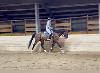 Studbook européen anglo, Hongre, 7 Ans, 174 cm, Bai brun