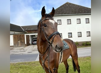 Studbook européen anglo, Hongre, 7 Ans, 174 cm, Bai brun