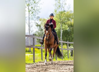 Studbook européen anglo, Hongre, 8 Ans, 167 cm, Bai