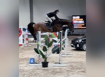 Studbook européen anglo, Hongre, 8 Ans, 170 cm, Bai