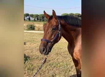 Studbook européen anglo, Hongre, 9 Ans, 170 cm, Bai