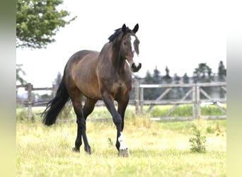 Studbook européen anglo, Hongre, 9 Ans, 172 cm, Bai brun foncé