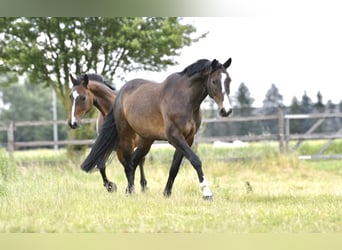 Studbook européen anglo, Hongre, 9 Ans, 172 cm, Bai brun foncé