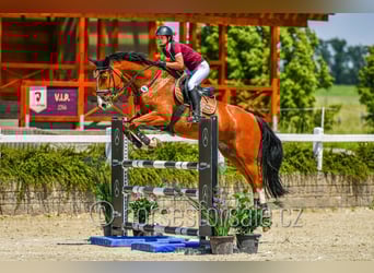 Studbook européen anglo, Jument, 10 Ans, 173 cm, Bai